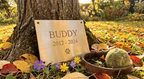The Forever Paw brass memorial plaque leaning against a tree in a garden with autumn leaves, a dog collar and tennis ball nearby
